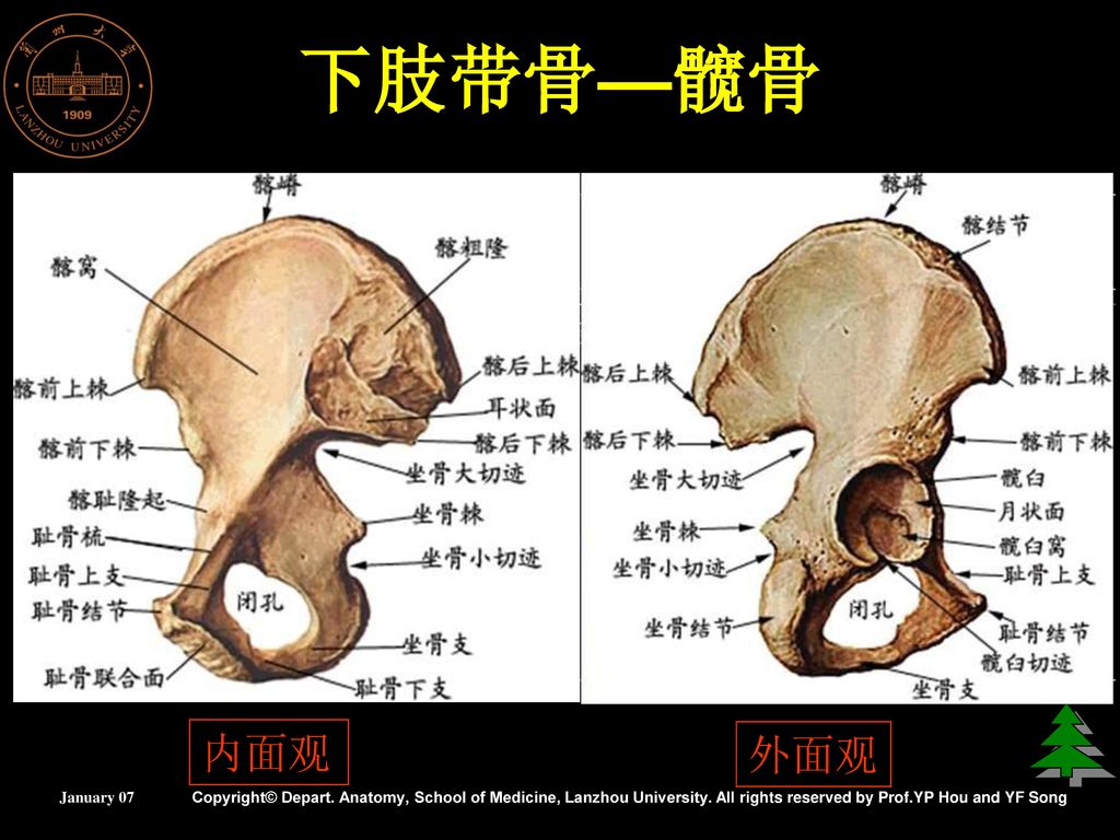 运动系统兰州大学基础医学院人体解剖教研室january2007